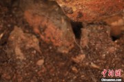 八字解读江西发现蜘蛛新物种 为研究呵叻蛛属适应区域提供依据