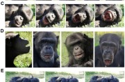 八字解读国际最新研究：机器人“打哈欠” 黑猩猩被传染